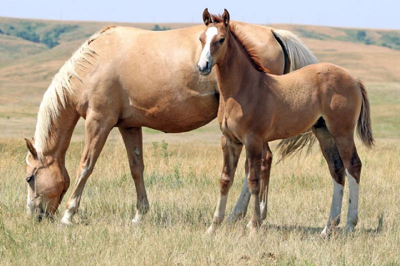 007 - Driftin Tesa colt